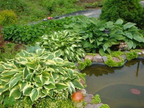 Какие функции выполняют растения в пруду